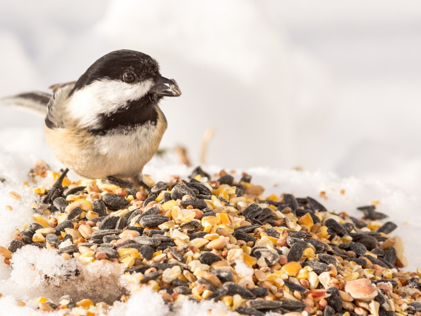 Bird Feed