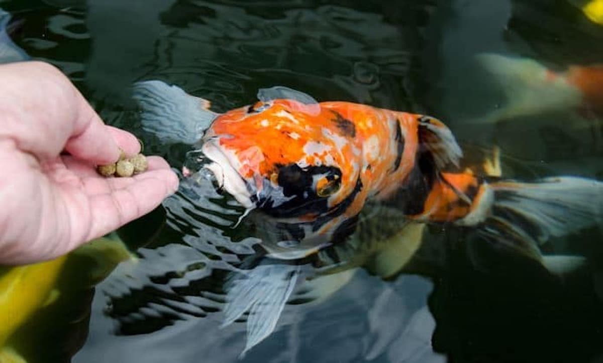 Fish Feed
