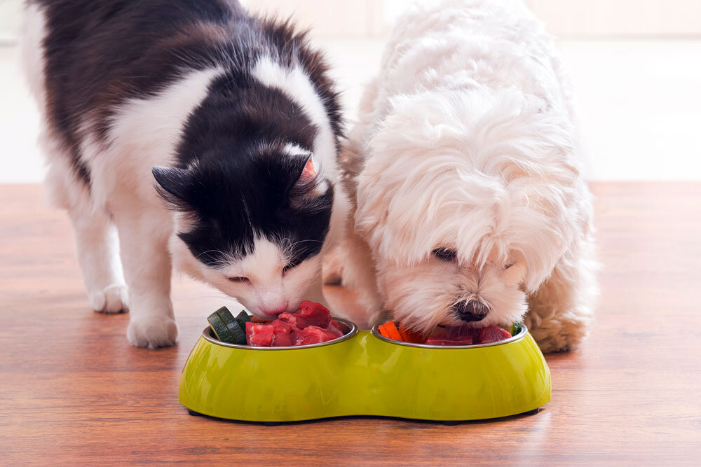 Pet Feed