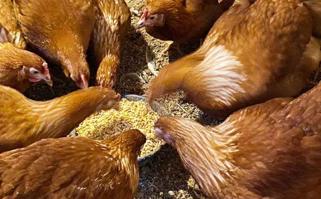 Poultry Feed