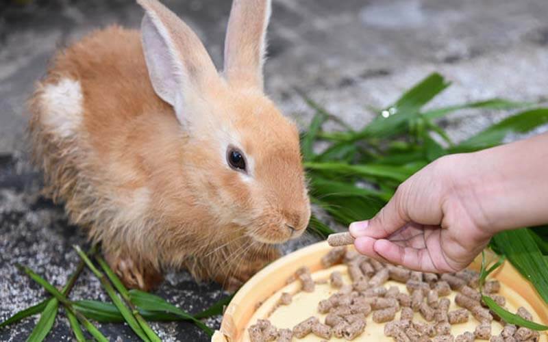 Rabbit Feed