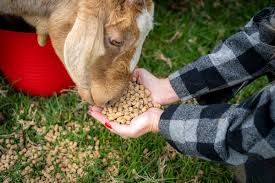 Sheep & Goat Feed