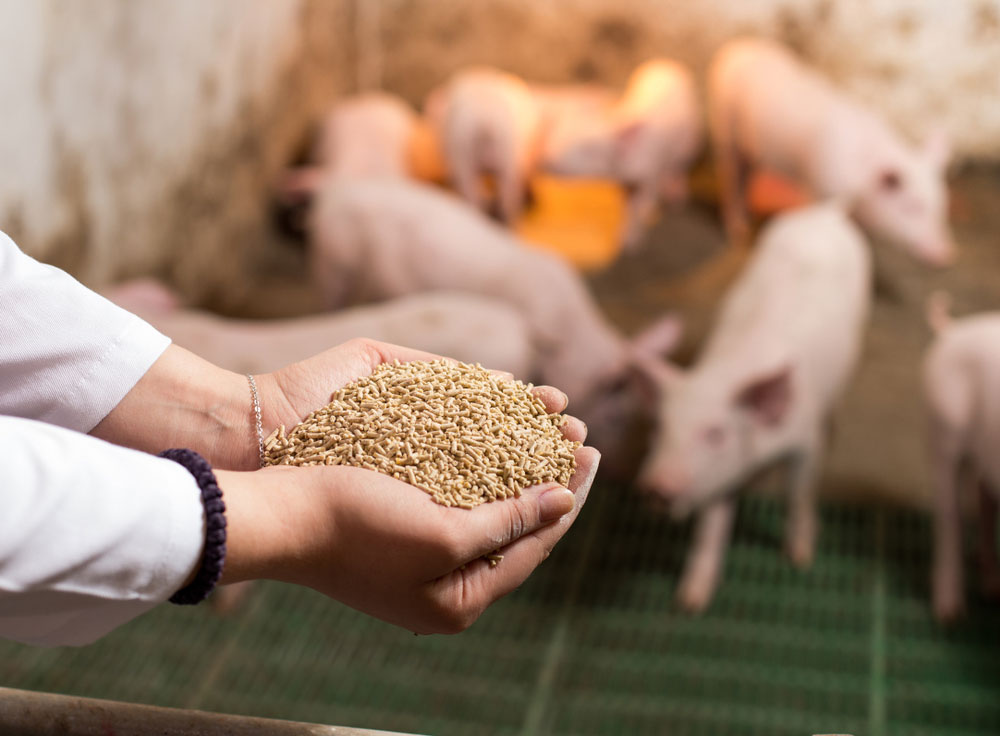 Swine Feed